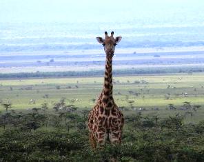 The Girrafe of Masai Mara wilderness game reserve in kenya