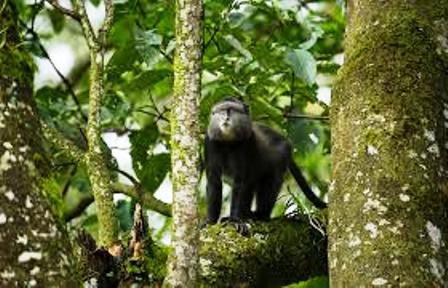 The Primates of Kakamega Forest National Reserve Western Kenya