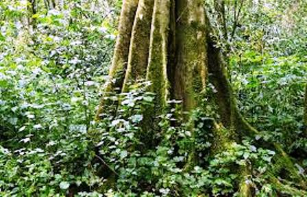 Big trees in Kakamega Forest National Park