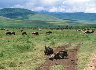 Ngorongoro Conservation Area