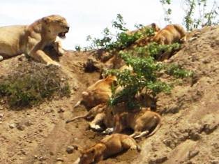 Lions of Tarangire National Park